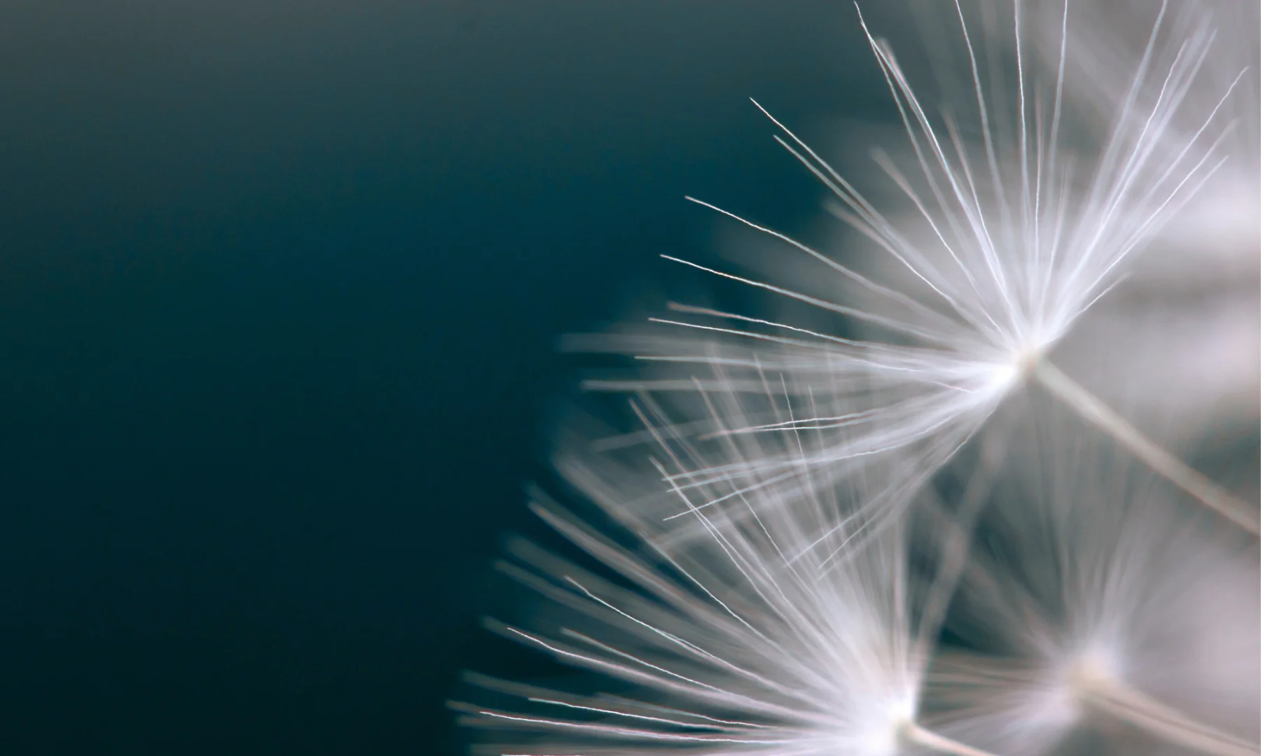 Dandelion background